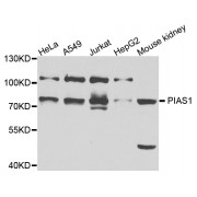 Western blot analysis of extracts of various cell lines, using PIAS1 antibody (abx123411) at 1/1000 dilution.