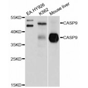 Western blot analysis of extracts of various cell lines, using CASP9 antibody (abx123445) at 1/1000 dilution.