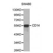 Western blot analysis of extracts of SW480 cells, using CD14 antibody (abx123452).