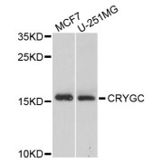 Western blot analysis of extracts of various cell lines, using CRYGC antibody (abx123514) at 1/1000 dilution.