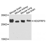 Western blot analysis of extracts of various cell lines, using HDGFRP3 antibody (abx123540) at 1/1000 dilution.