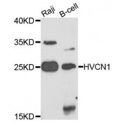 Western blot analysis of extracts of various cell lines, using HVCN1 antibody (abx123600) at 1/1000 dilution.