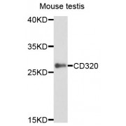Western blot analysis of extracts of mouse testis, using CD320 antibody (abx123610) at 1/1000 dilution.