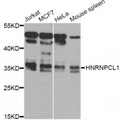Western blot analysis of extracts of various cell lines, using HNRNPCL1 Antibody (abx123632) at 1/1000 dilution.