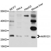 Western blot analysis of extracts of various cell lines, using AKR1D1 antibody (abx123664) at 1/1000 dilution.