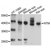 Western blot analysis of extracts of various cell lines, using NTM antibody (abx123694) at 1/1000 dilution.
