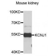 Western blot analysis of extracts of mouse kidney, using KCNJ1 antibody (abx123743) at 1/1000 dilution.