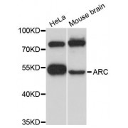 Western blot analysis of extracts of various cell lines, using ARC antibody (abx123749) at 1:3000 dilution.