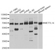Western blot analysis of extracts of various cell lines, using METTL14 antibody (abx123810) at 1/1000 dilution.