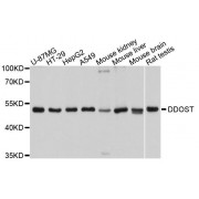 Western blot analysis of extracts of various cell lines, using DDOST antibody (abx123811) at 1/1000 dilution.