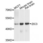 Western blot analysis of extracts of various cell lines, using ZIC3 antibody (abx123829) at 1/1000 dilution.