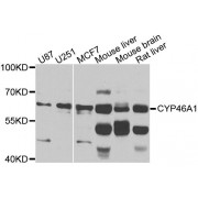 Western blot analysis of extracts of various cell lines, using CYP46A1 antibody (abx123865) at 1/1000 dilution.