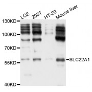Western blot analysis of extracts of various cell lines, using SLC22A1 antibody (abx123917) at 1/1000 dilution.