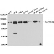 Western blot analysis of extracts of various cell lines, using GATAD2B antibody (abx123950) at 1/1000 dilution.