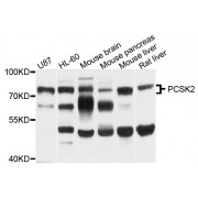 Western blot analysis of extracts of various cell lines, using PCSK2 antibody (abx123979) at 1/1000 dilution.