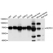 Western blot analysis of extracts of various cell lines, using SCFD1 antibody (abx123984) at 1/1000 dilution.