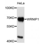 Western blot analysis of extracts of HeLa cells, using WRNIP1 antibody (abx124002) at 1/1000 dilution.