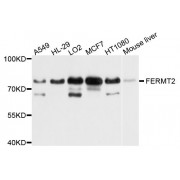 Western blot analysis of extracts of various cell lines, using FERMT2 antibody (abx124013) at 1/1000 dilution.
