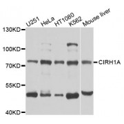Western blot analysis of extracts of various cell lines, using CIRH1A antibody (abx124018) at 1/1000 dilution.