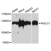 Western blot analysis of extracts of various cell lines, using NOLC1 antibody (abx124021) at 1/1000 dilution.