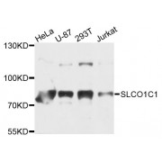 Western blot analysis of extracts of various cell lines, using SLCO1C1 antibody (abx124029) at 1/1000 dilution.