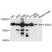 Western blot analysis of extracts of various cell lines, using ADD2 antibody (abx124035) at 1/1000 dilution.
