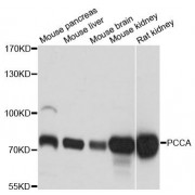Western blot analysis of extracts of various cell lines, using PCCA antibody (abx124036) at 1:3000 dilution.