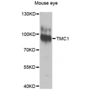 Western blot analysis of extracts of mouse eye, using TMC1 antibody (abx124060) at 1/1000 dilution.