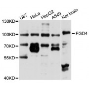 Western blot analysis of extracts of various cell lines, using FGD4 antibody (abx124061) at 1/1000 dilution.