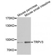 Western blot analysis of extracts of various cell lines, using TRPV3 antibody (abx124074) at 1/1000 dilution.
