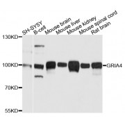 Western blot analysis of extracts of various cell lines, using GRIA4 antibody (abx124111) at 1/1000 dilution.