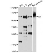 Western blot analysis of extracts of various cell lines, using AR Antibody (abx124114) at 1/1000 dilution.