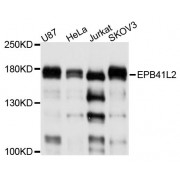 Western blot analysis of extracts of various cell lines, using EPB41L2 antibody (abx124133) at 1/1000 dilution.