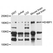 Western blot analysis of extracts of various cell lines, using EHBP1 antibody (abx124188) at 1/1000 dilution.