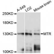 Western blot analysis of extracts of various cell lines, using MTR antibody (abx124195) at 1:3000 dilution.