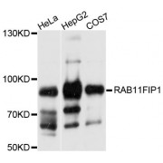Western blot analysis of extracts of various cell lines, using RAB11FIP1 antibody (abx124198) at 1/1000 dilution.
