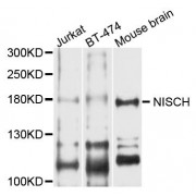 Western blot analysis of extracts of various cell lines, using NISCH antibody (abx124229) at 1/1000 dilution.