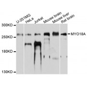 Western blot analysis of extracts of various cell lines, using MYO18A antibody (abx124261) at 1/1000 dilution.