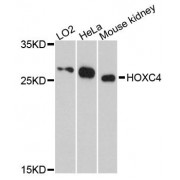 Western blot analysis of extracts of various cell lines, using HOXC4 antibody (abx124337) at 1:3000 dilution.