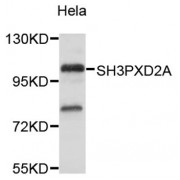 Western blot analysis of extracts of HeLa cells, using SH3PXD2A antibody (abx124481).