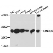 Western blot analysis of extracts of various cell lines, using TXNDC9 antibody (abx124506) at 1:3000 dilution.