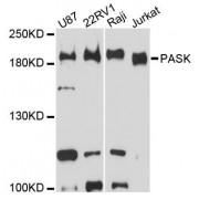 Western blot analysis of extracts of various cell lines, using PASK antibody (abx124562) at 1:3000 dilution.