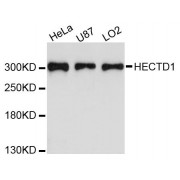 Western blot analysis of extracts of various cell lines, using HECTD1 antibody (abx124587) at 1:3000 dilution.