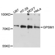 Western blot analysis of extracts of various cell lines, using GPSM1 antibody (abx124595) at 1:3000 dilution.
