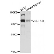 Western blot analysis of extracts of various cell lines, using ZCCHC8 antibody (abx124695) at 1:3000 dilution.
