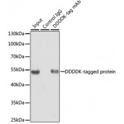 Immunoprecipitation of over-expressed DDDDK-tagged protein in 293T cells incubated using DDDDK-tag antibody. A mock served as negative control using rabbit Control IgG (abx125003) and over-expressed 293T cell lysate served as positive control.