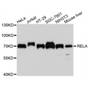 Western blot analysis of extracts of various cell lines, using RELA antibody (abx125055) at 1/1000 dilution.