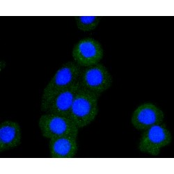 Bcl-2 Homologous Antagonist/Killer (BAK1) Antibody