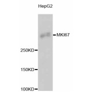 Western blot analysis of extracts of HepG2 cells, using MKI67 antibody (abx125367).