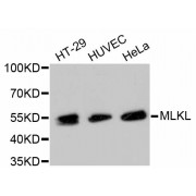 Western blot analysis of extracts of various cell lines, using MLKL antibody (abx125368).